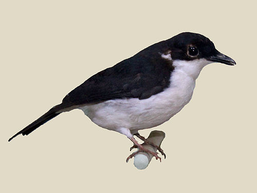 African shrike-flycatcher